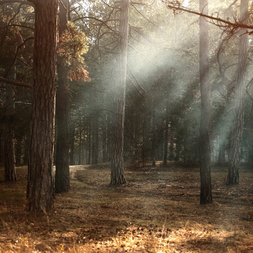 forest branching path