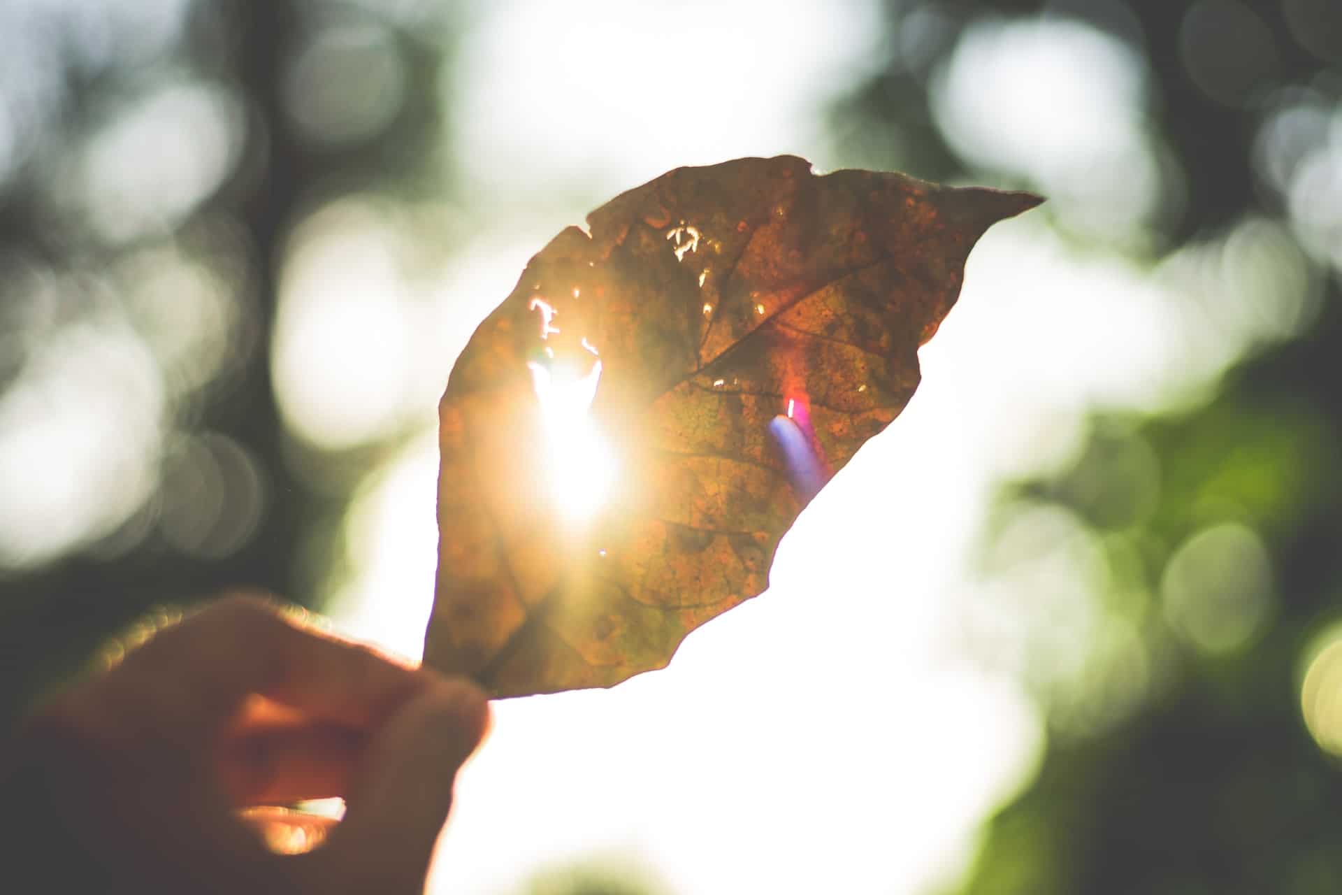 sunlight through a leaf